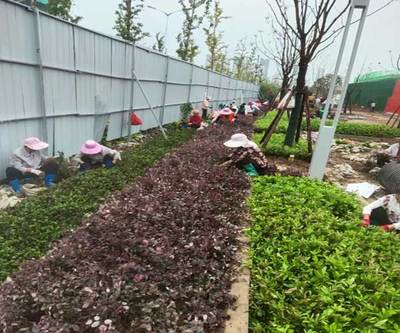 蚌埠屋顶花园 安徽绿派园林工程