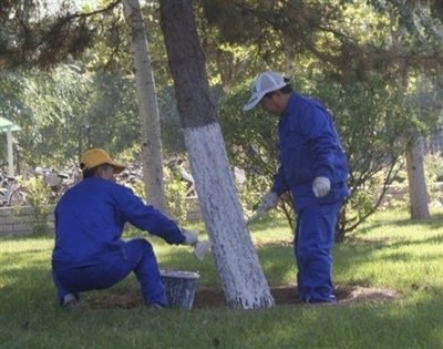 园林绿化养护草皮苗木-修剪防治病虫害树