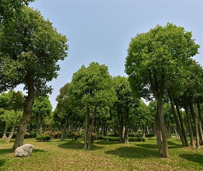 连云港市园林绿化部门启动受冻香樟复壮工程